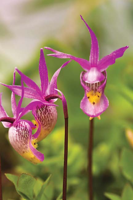 FAIRY SLIPPER ORCHID